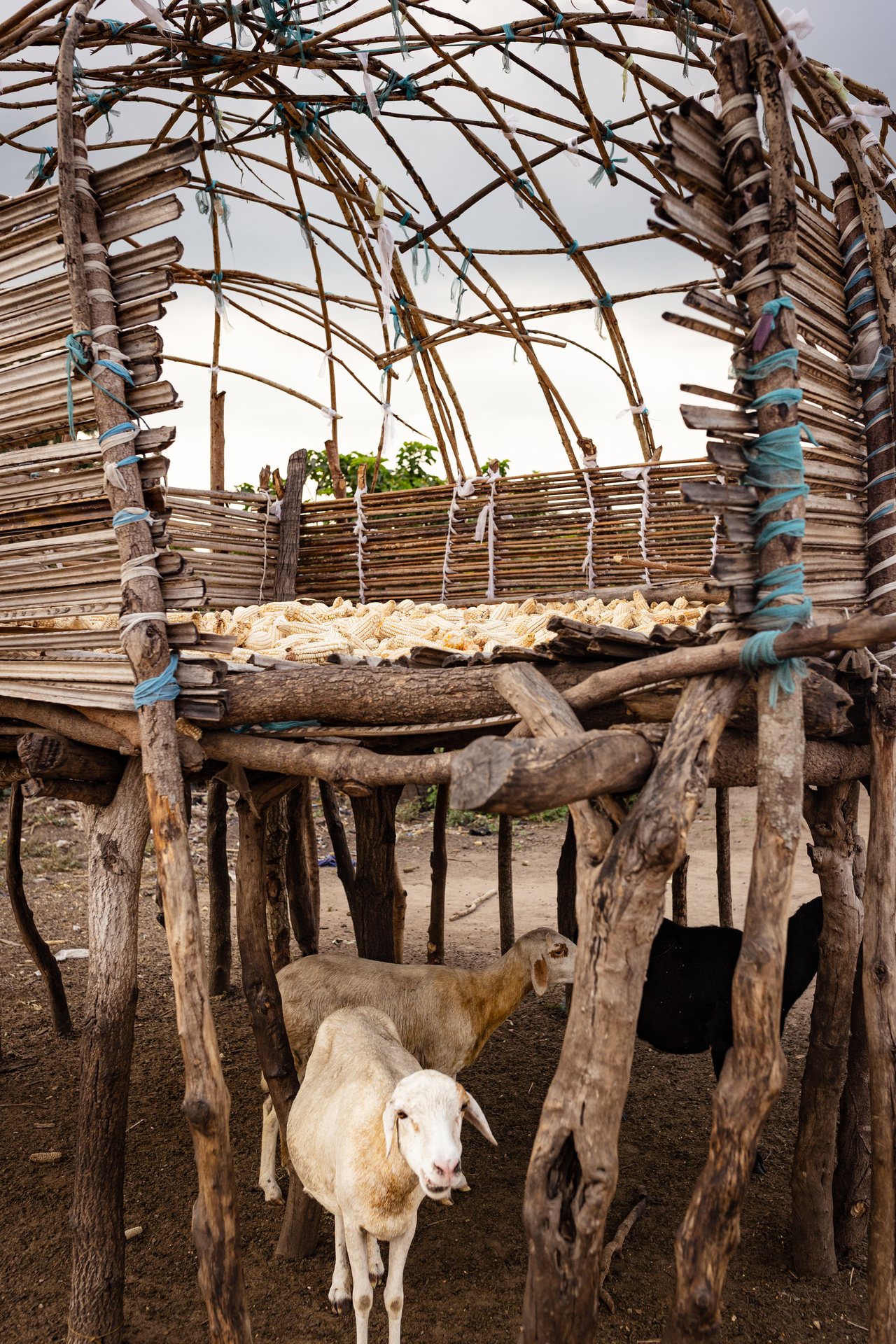 A rustic wooden-framed, thatched-roof structure, with a goat standing beneath it.