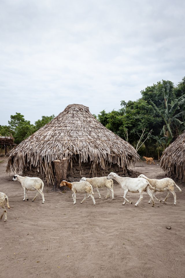 Thatched-roof huts with goats walking past, under an overcast sky.